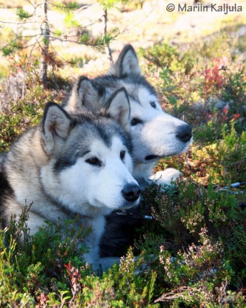 Noatak's mals