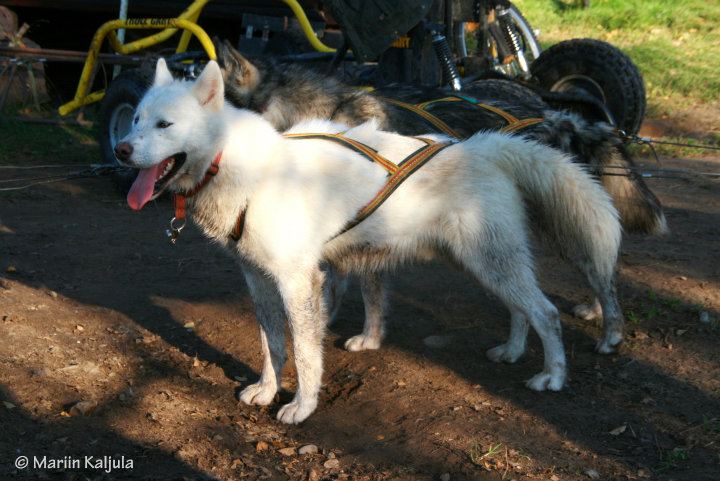Vitus