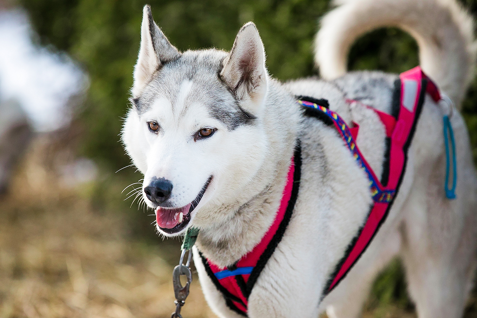 Kelgukoerte jalgsimatkad Huskypargis Raplamaal