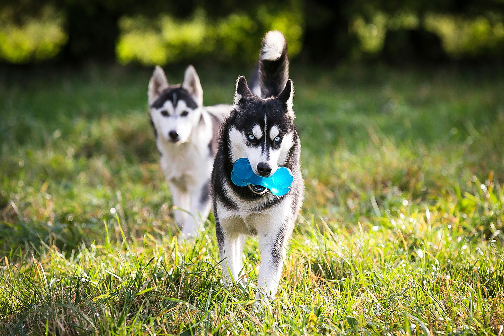 Hellerkantri Huskypargi kelgukoerte talu