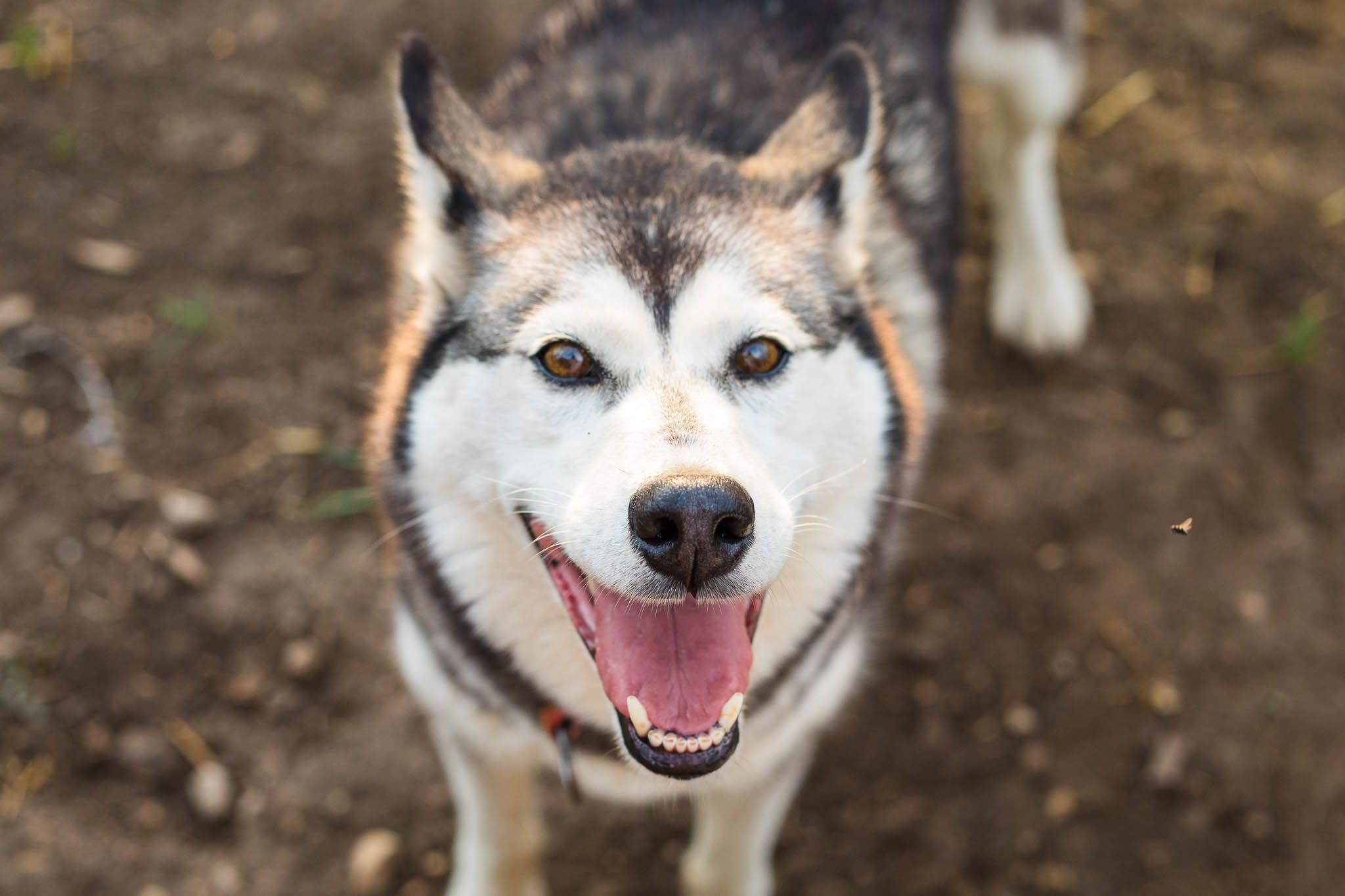 Hellerkantri Huskypargi kelgukoerte talu