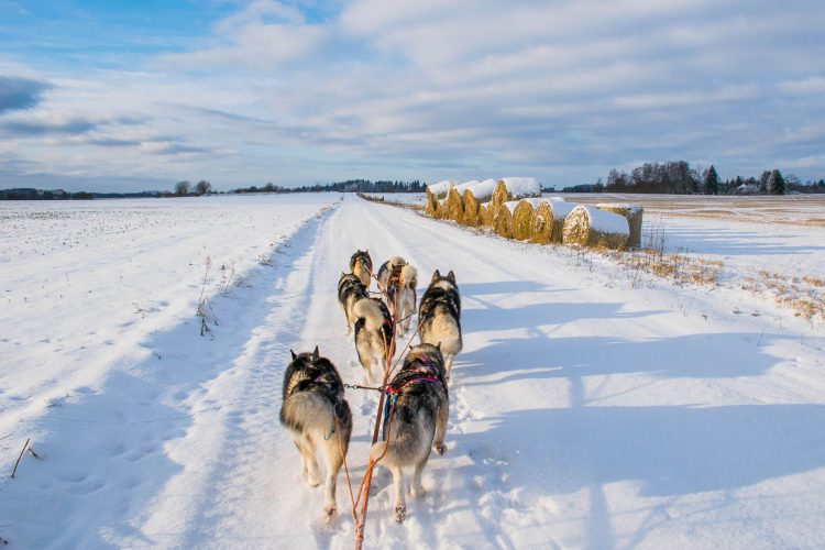 Kelgukoerte rakendisõit Hellerkantri Huskypargis Raplamaal