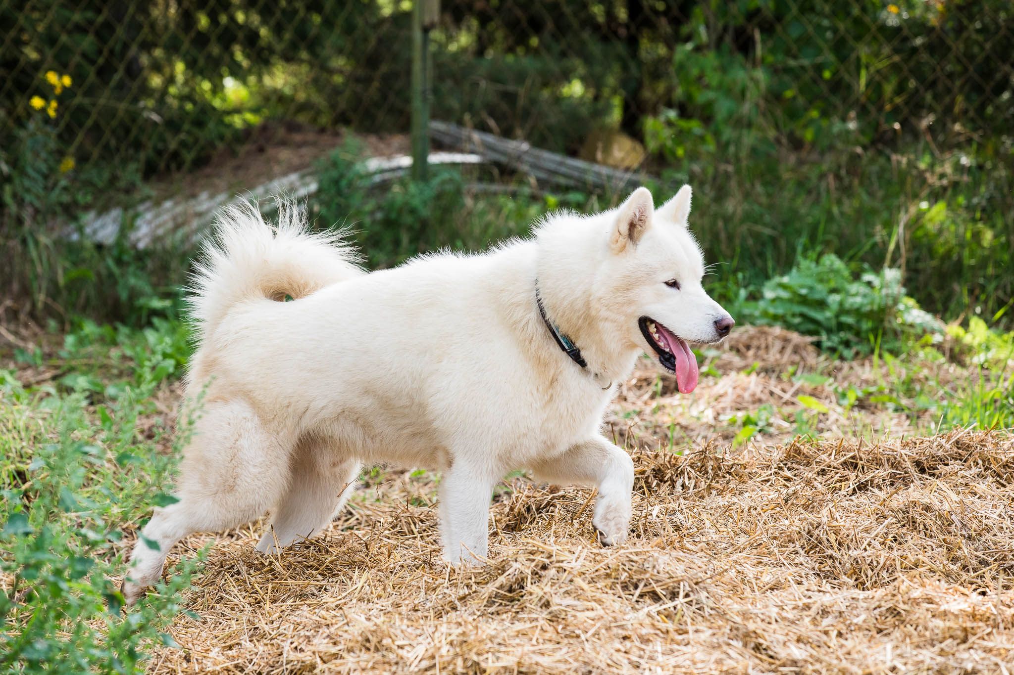 Kennel Hellerkantri alaska malamuudi kutsikad 2018