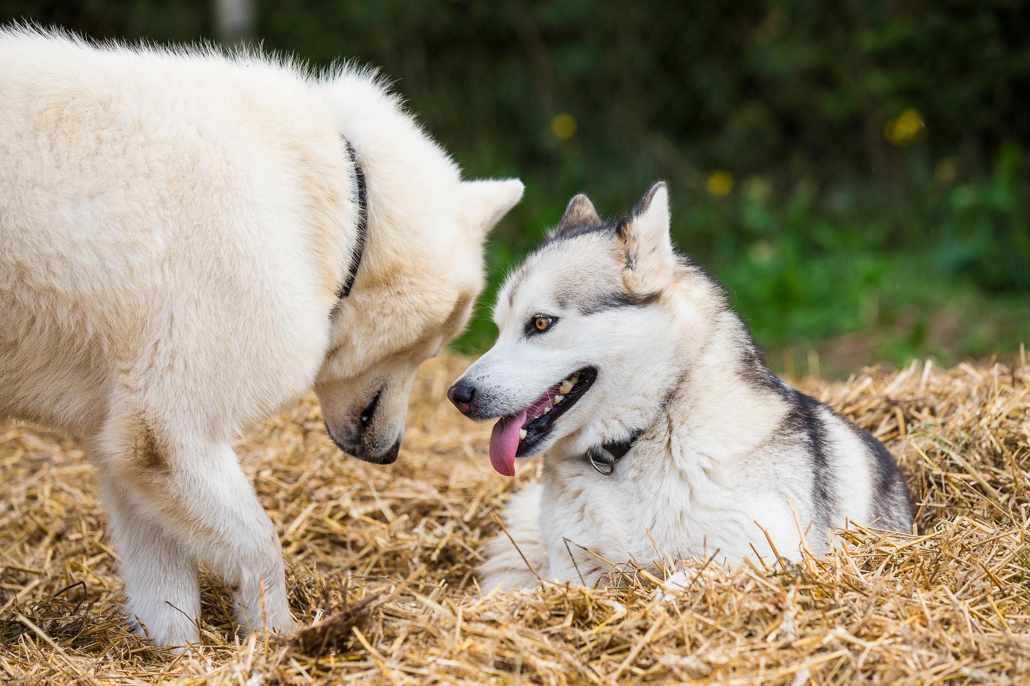 Kennel Hellerkantri alaska malamuudi kutsikad 2018