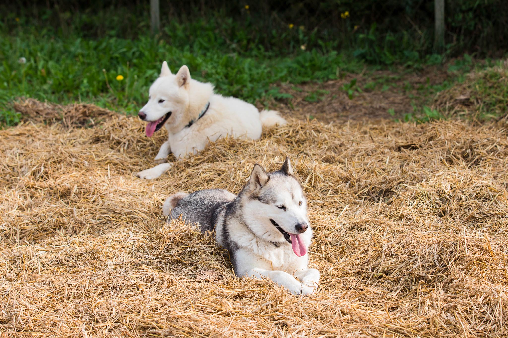 Kennel Hellerkantri alaska malamuudi kutsikad 2018