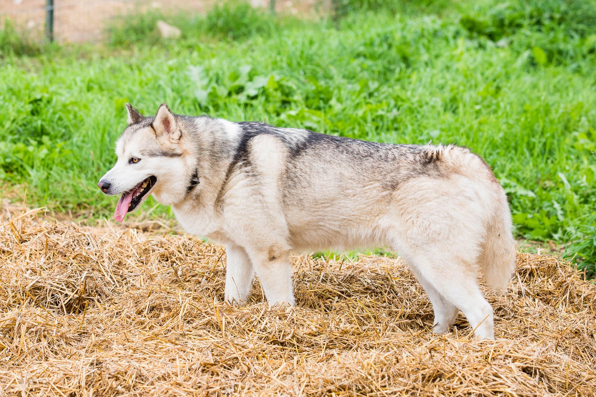 Kennel Hellerkantri alaska malamuudi kutsikad 2018