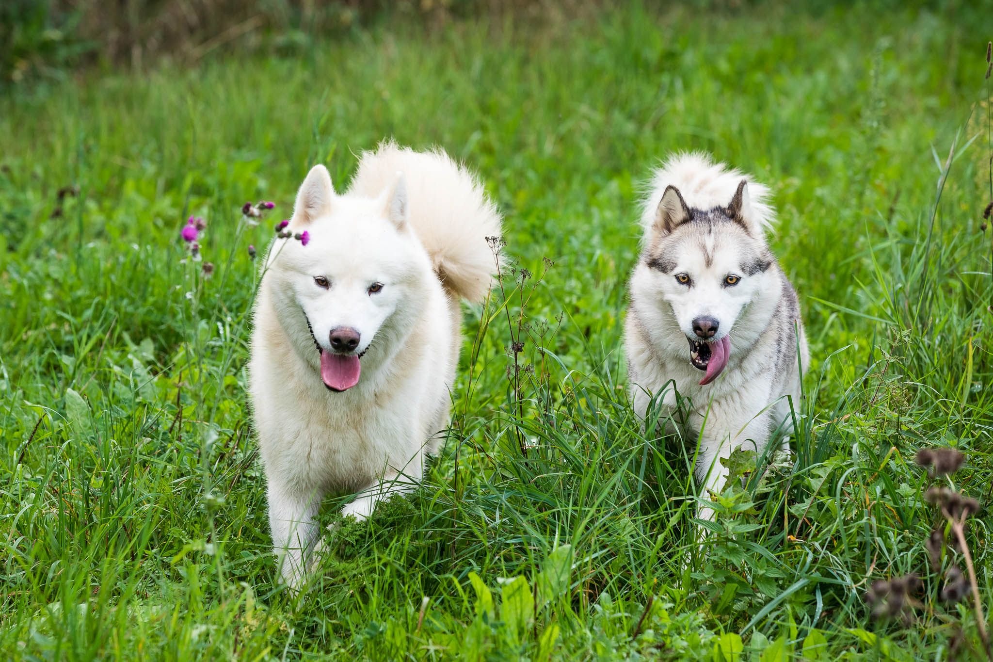 Kennel Hellerkantri alaska malamuudi kutsikad 2018