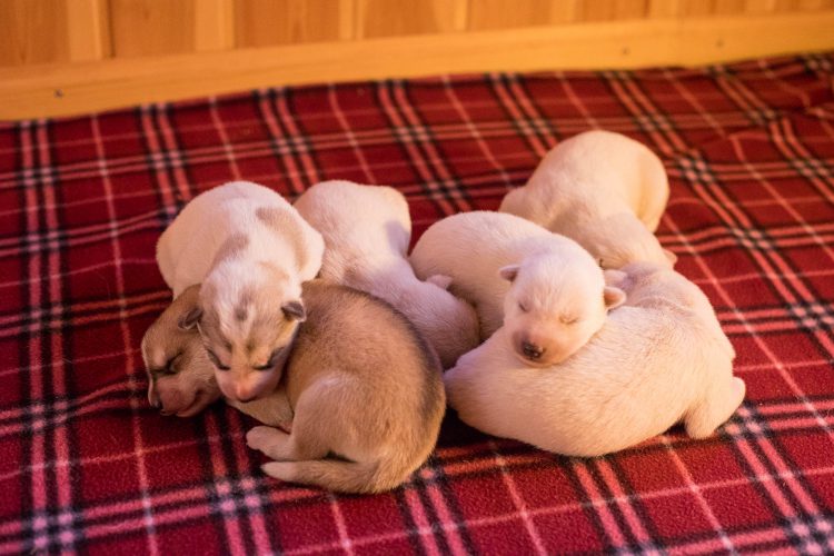 Siberi husky kutsikad 2018