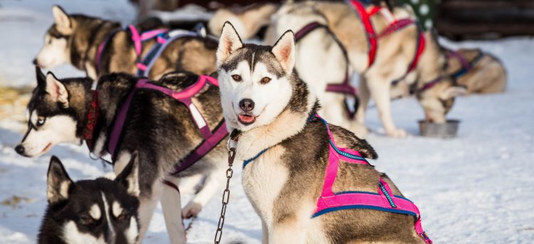 Kennel Hellerkantri Huskypargi kelgukoerad siberi huskyd