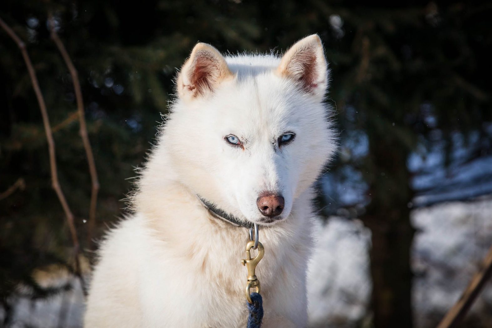 Ice Av Viddashusky kennel Hellerkantri