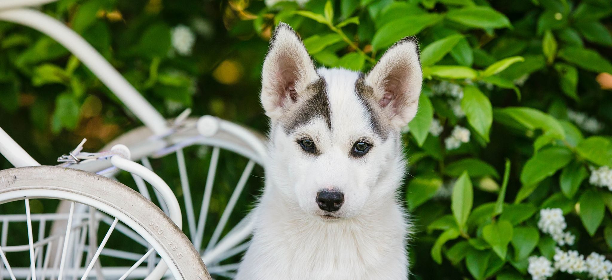 Hellerkantri Huskypark Raplamaal