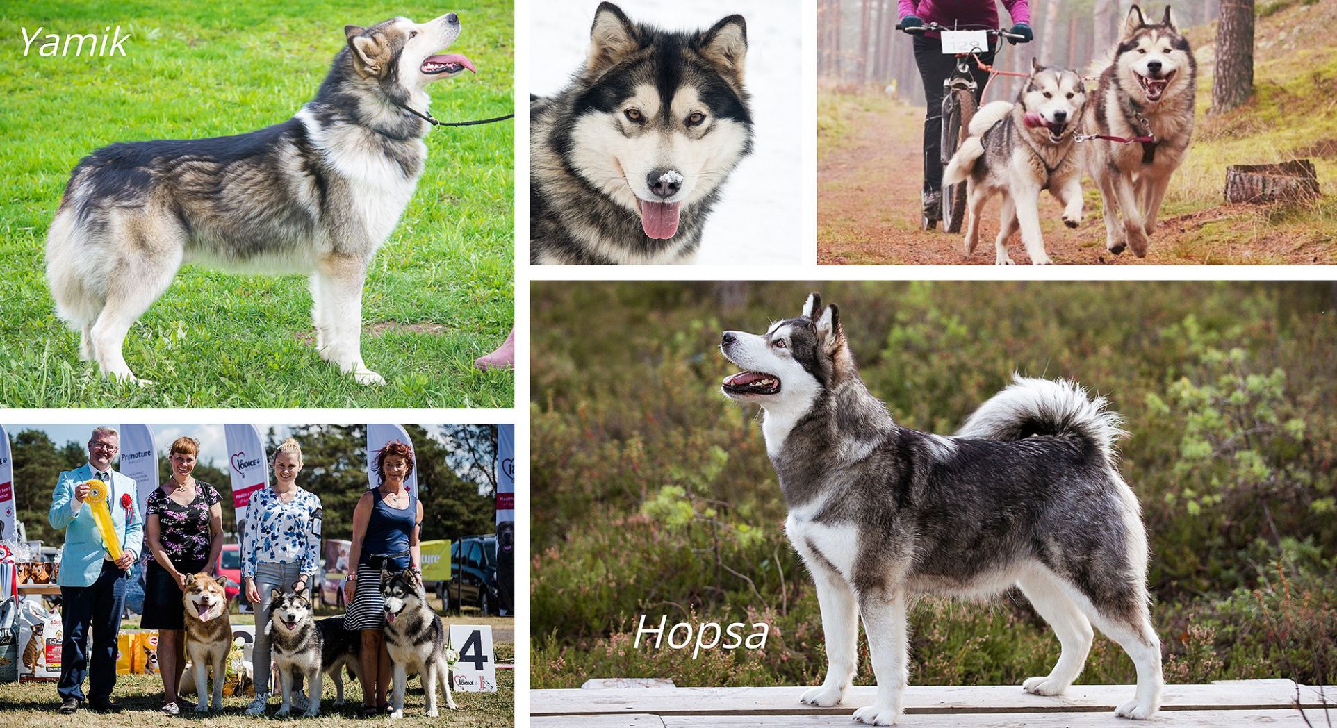 Kennel Hellerkantri alaska malamuudi kutsikad 2020